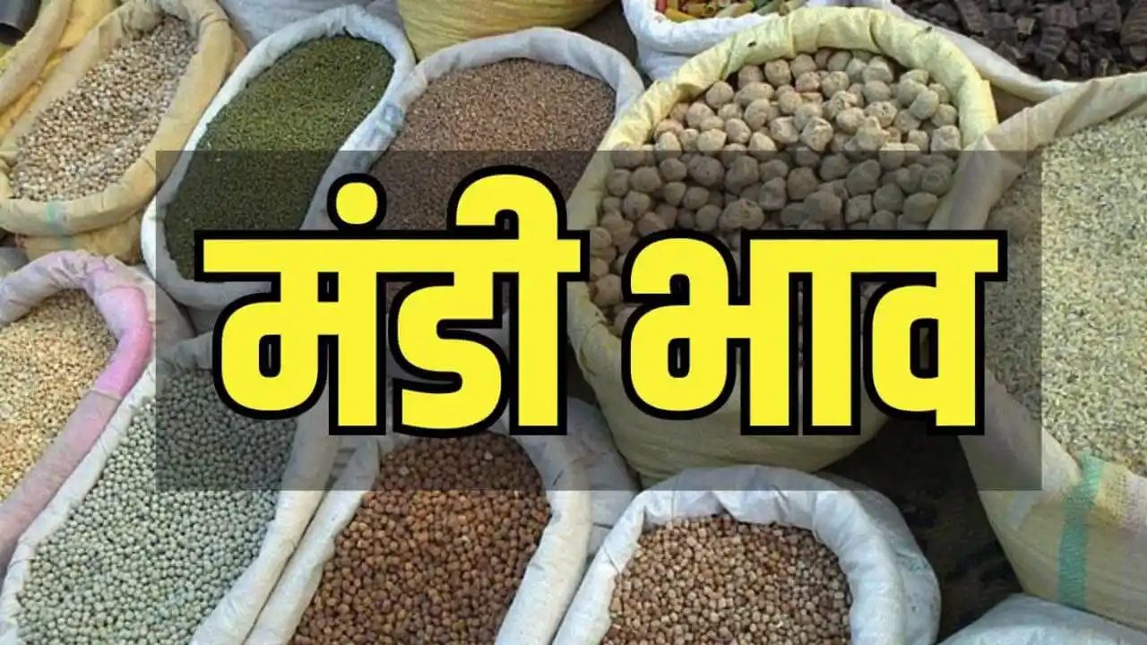 Wheat Price 13 अप्रैल 2025